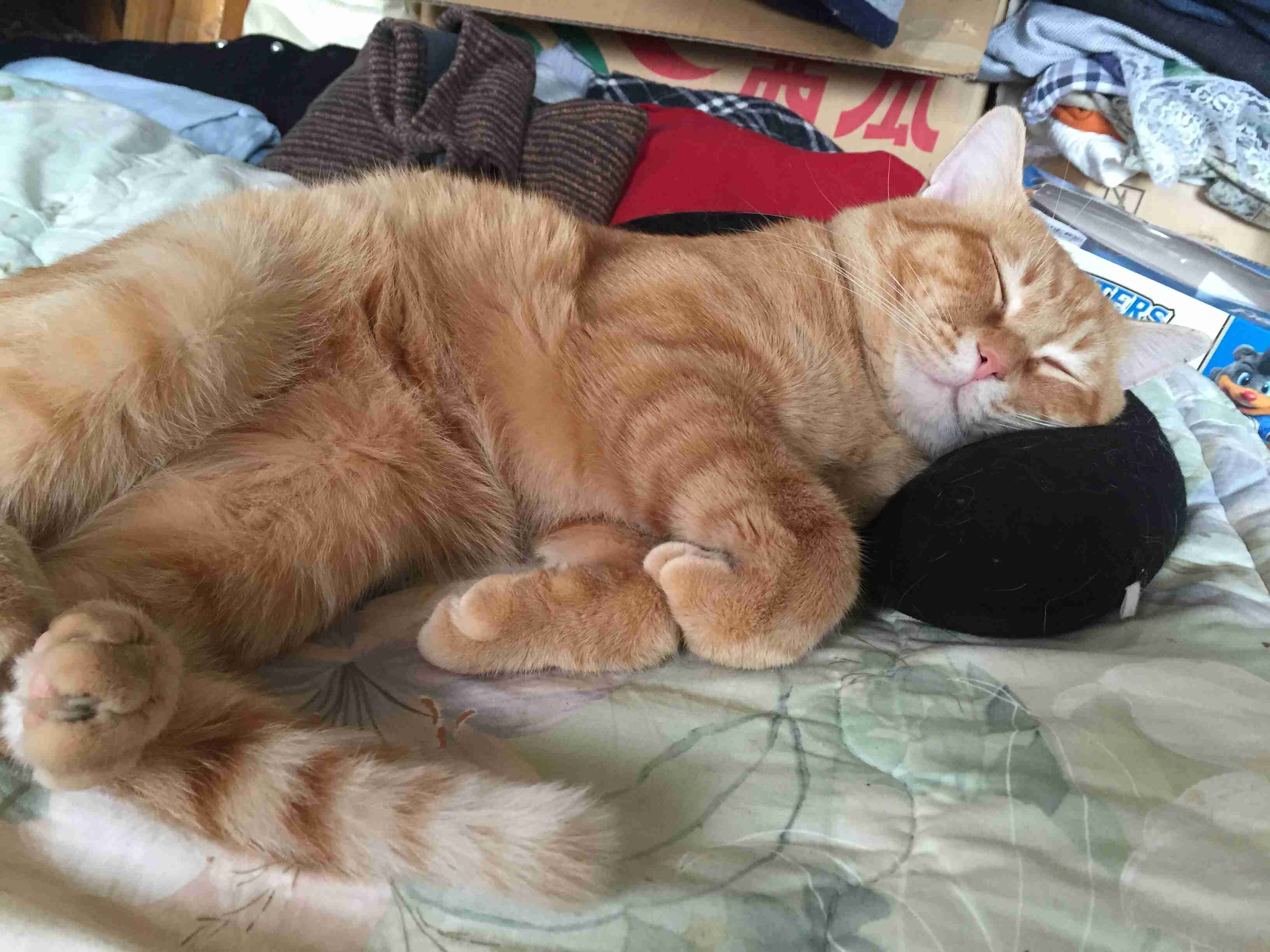 茶トラ猫画像が集まるトピ