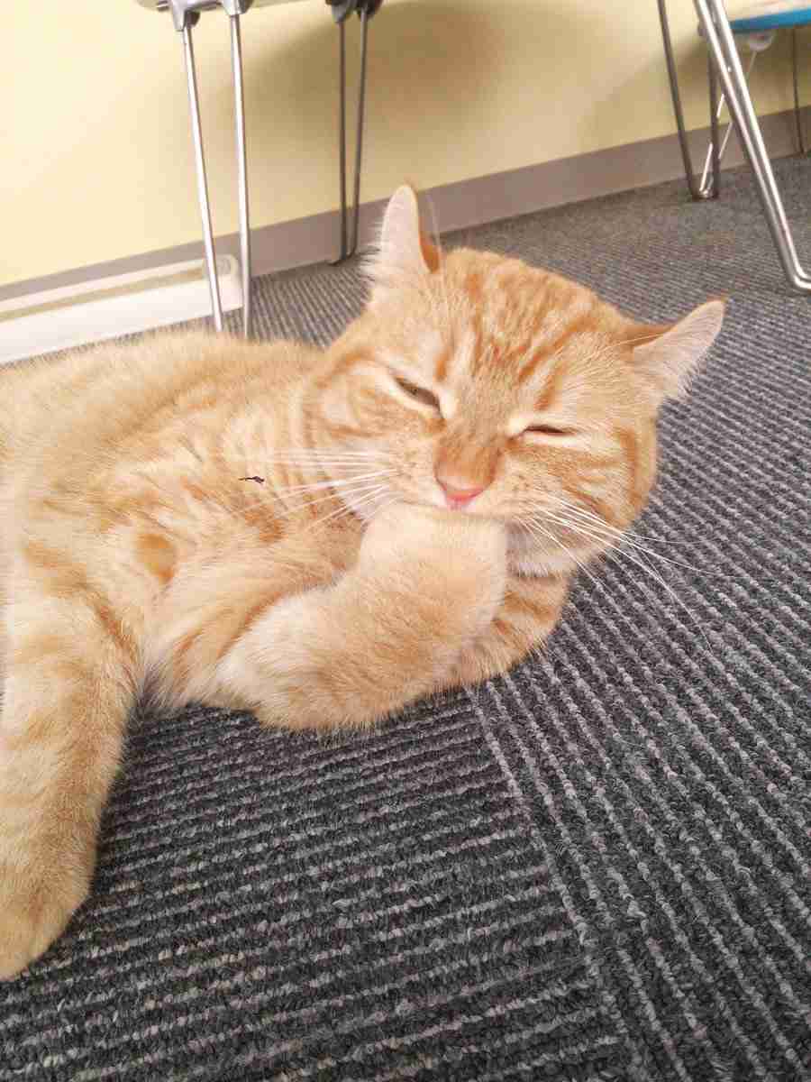 茶トラ猫画像が集まるトピ