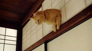 茶トラ猫画像が集まるトピ