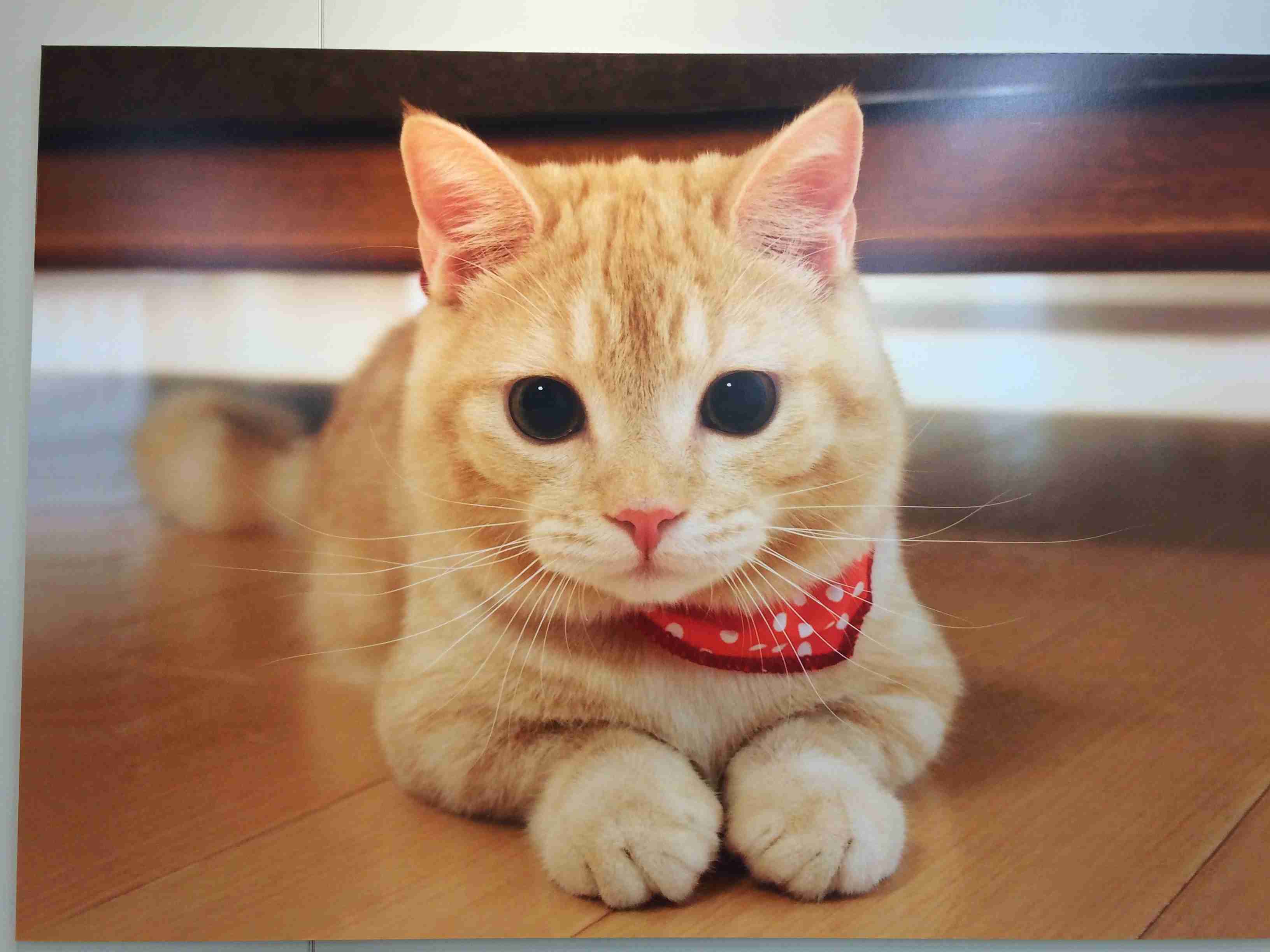 茶トラ猫画像が集まるトピ