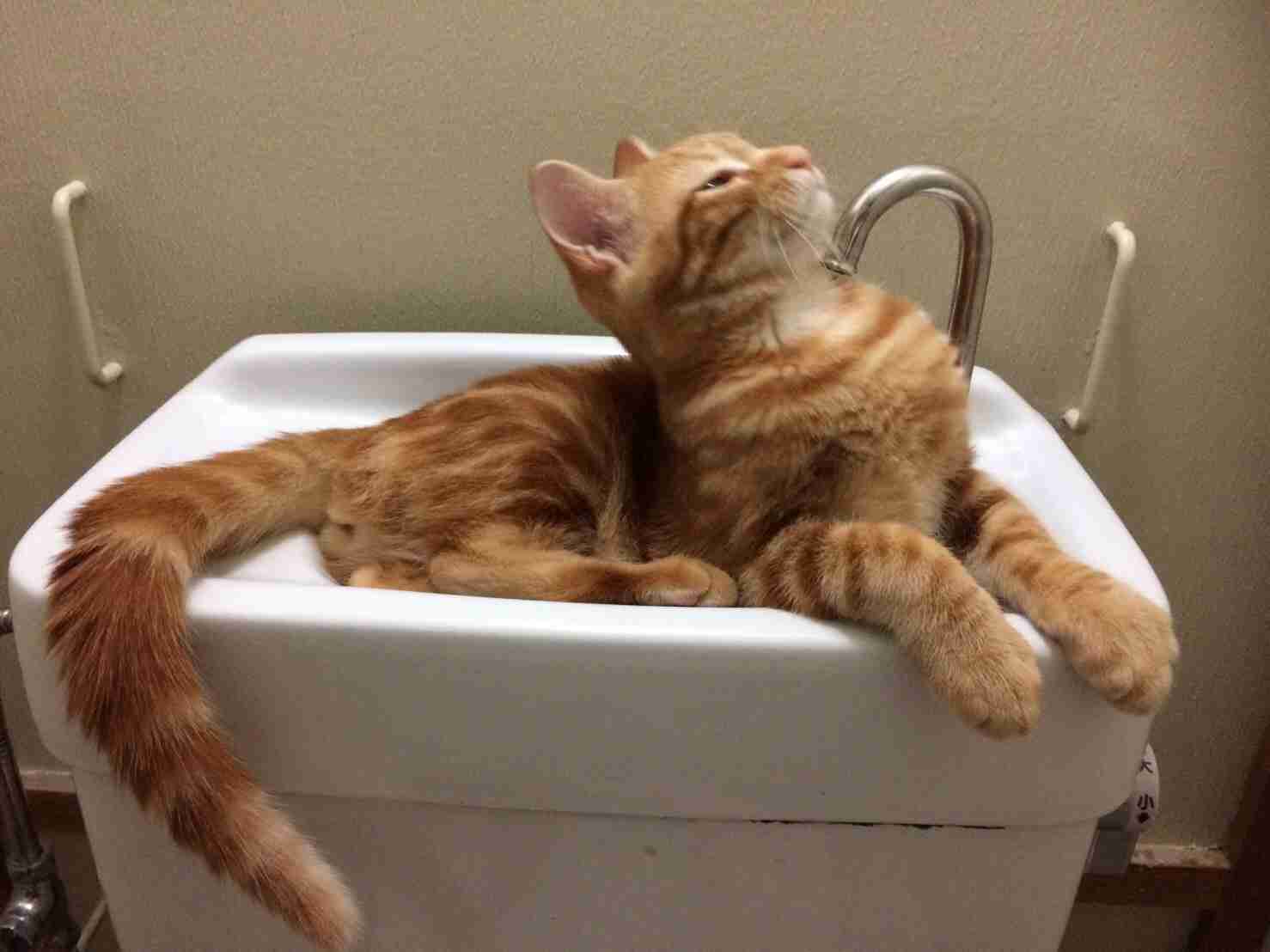 茶トラ猫画像が集まるトピ