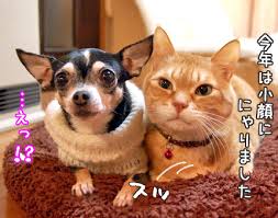 茶トラ猫画像が集まるトピ