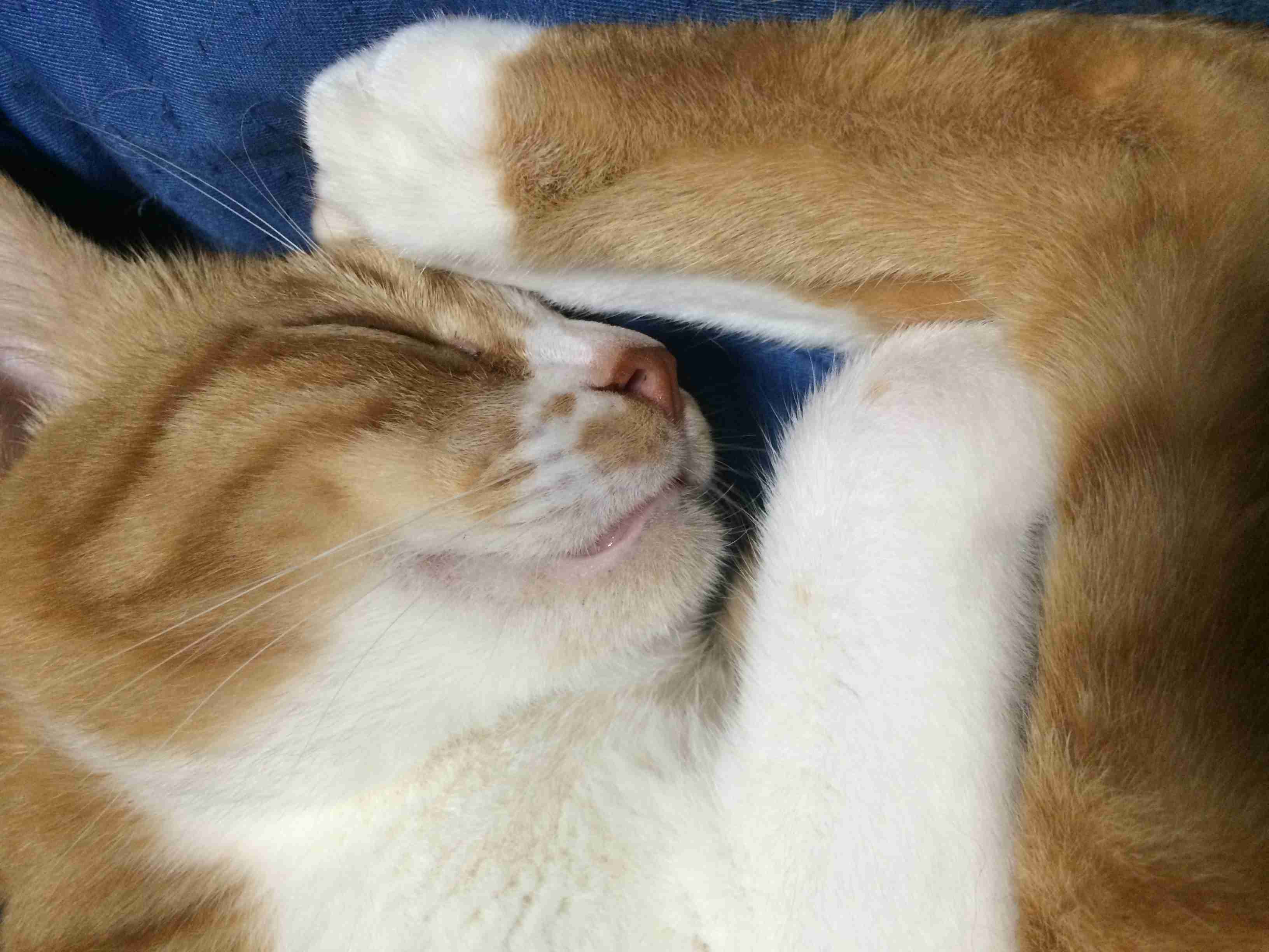 茶トラ猫画像が集まるトピ