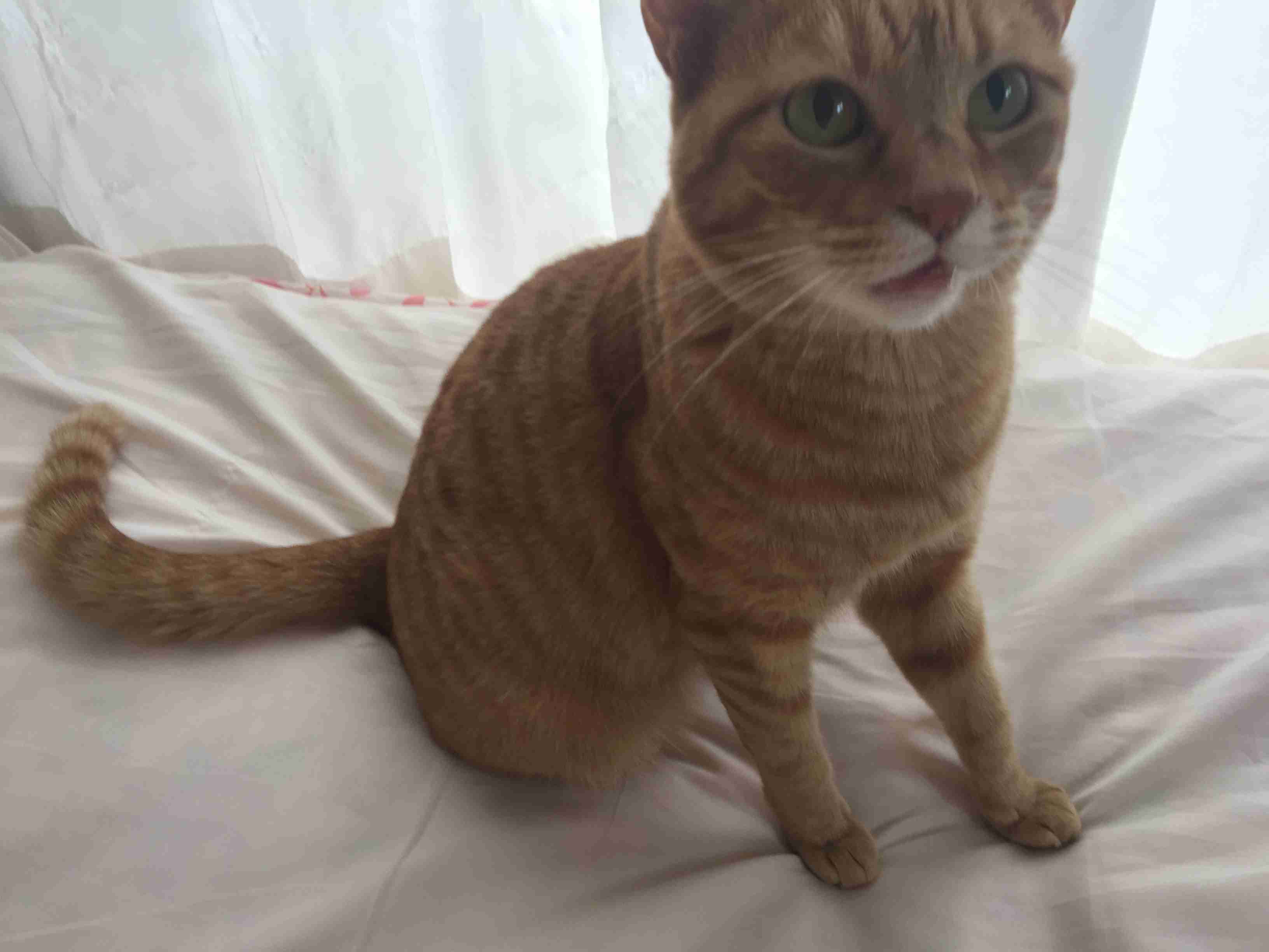 茶トラ猫画像が集まるトピ