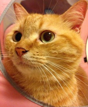 茶トラ猫画像が集まるトピ