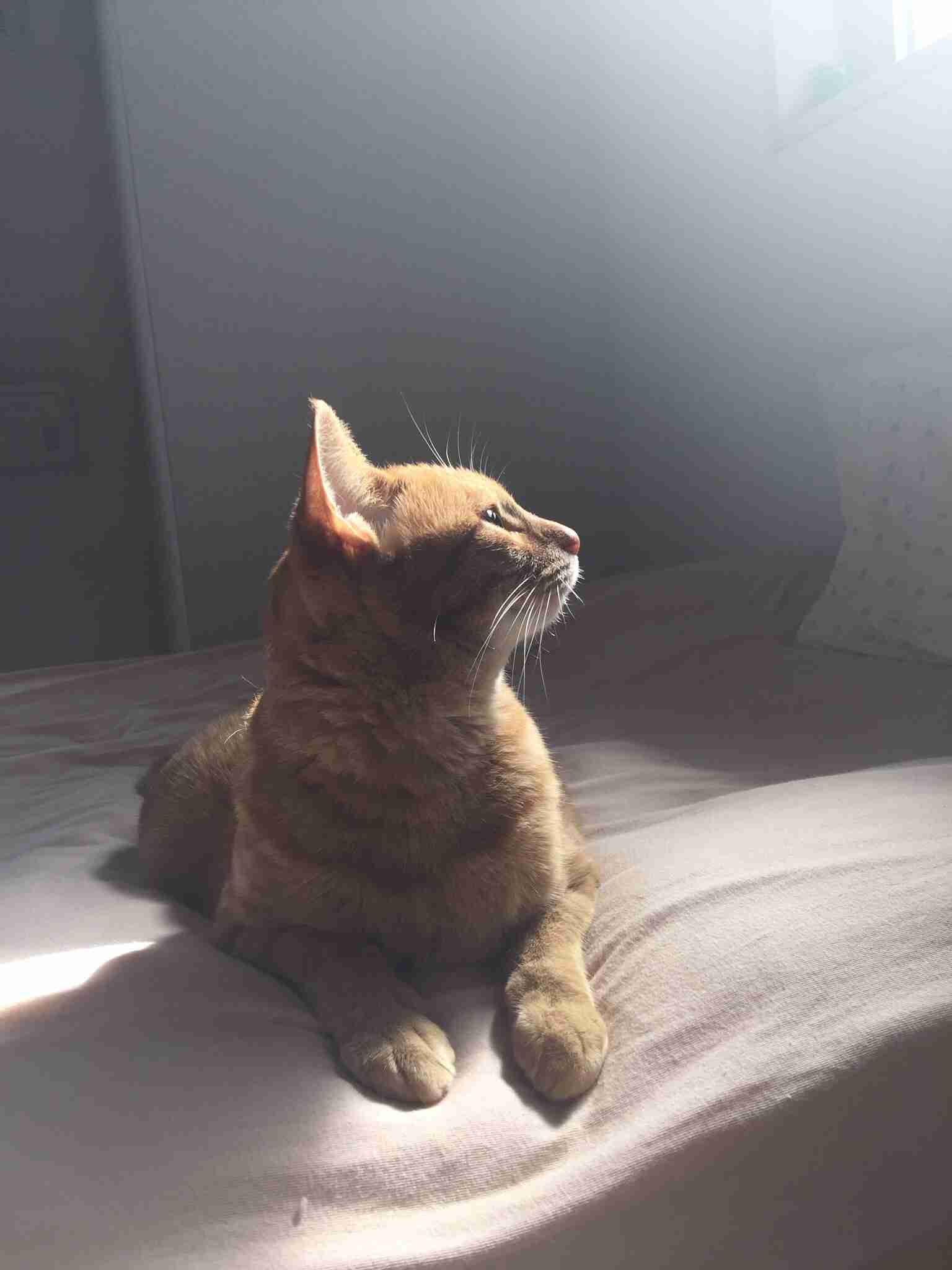 茶トラ猫画像が集まるトピ