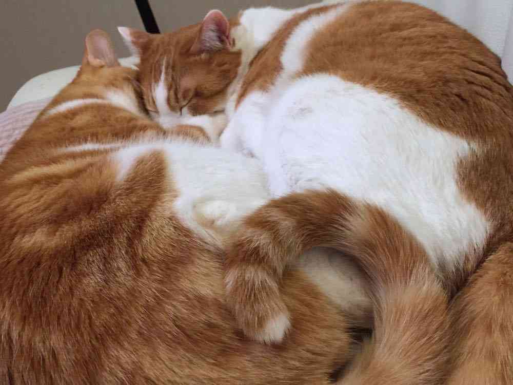 茶トラ猫画像が集まるトピ