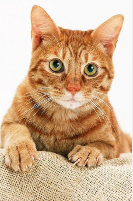 茶トラ猫画像が集まるトピ