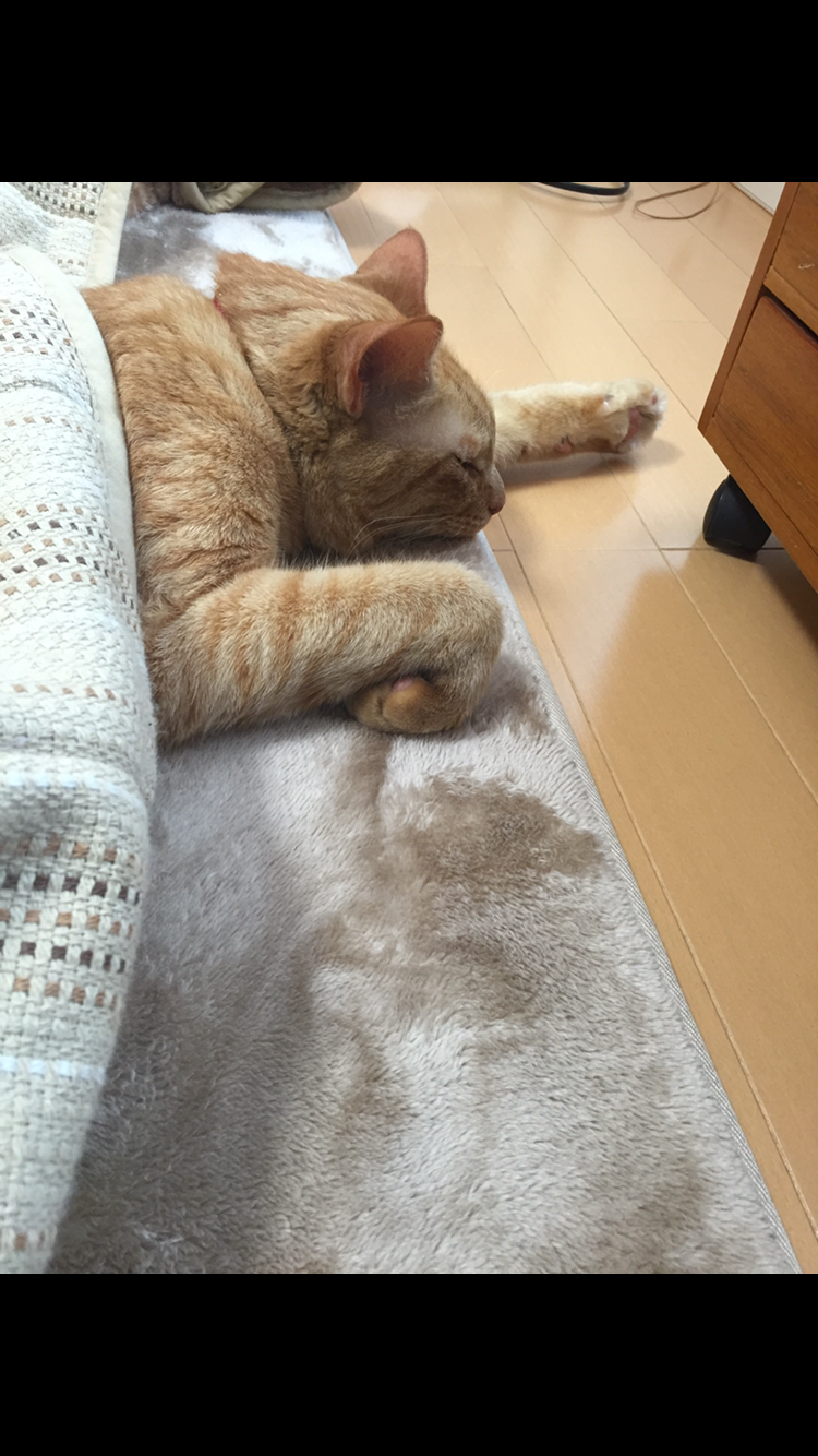 茶トラ猫画像が集まるトピ