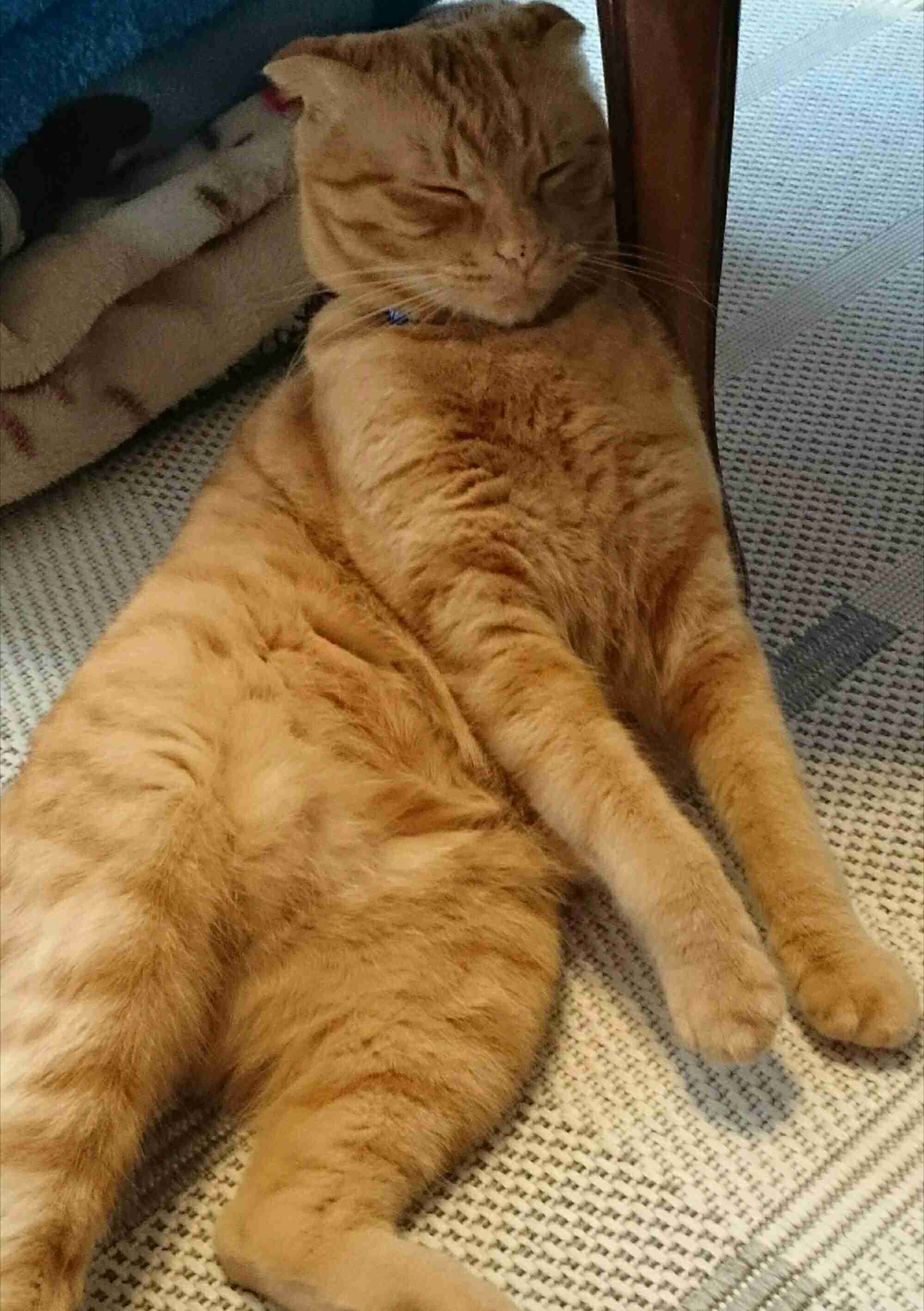 茶トラ猫画像が集まるトピ