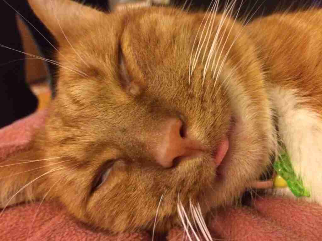 茶トラ猫画像が集まるトピ