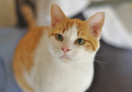茶トラ猫画像が集まるトピ