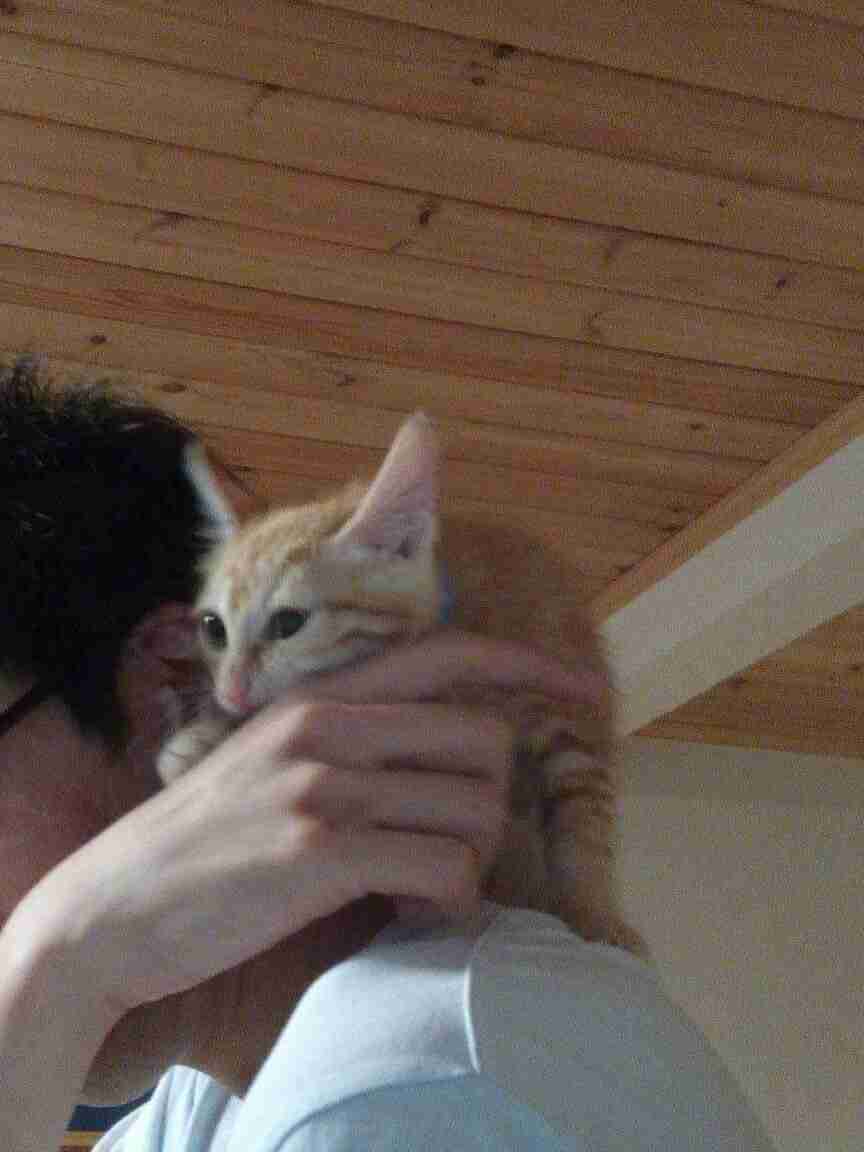 茶トラ猫画像が集まるトピ