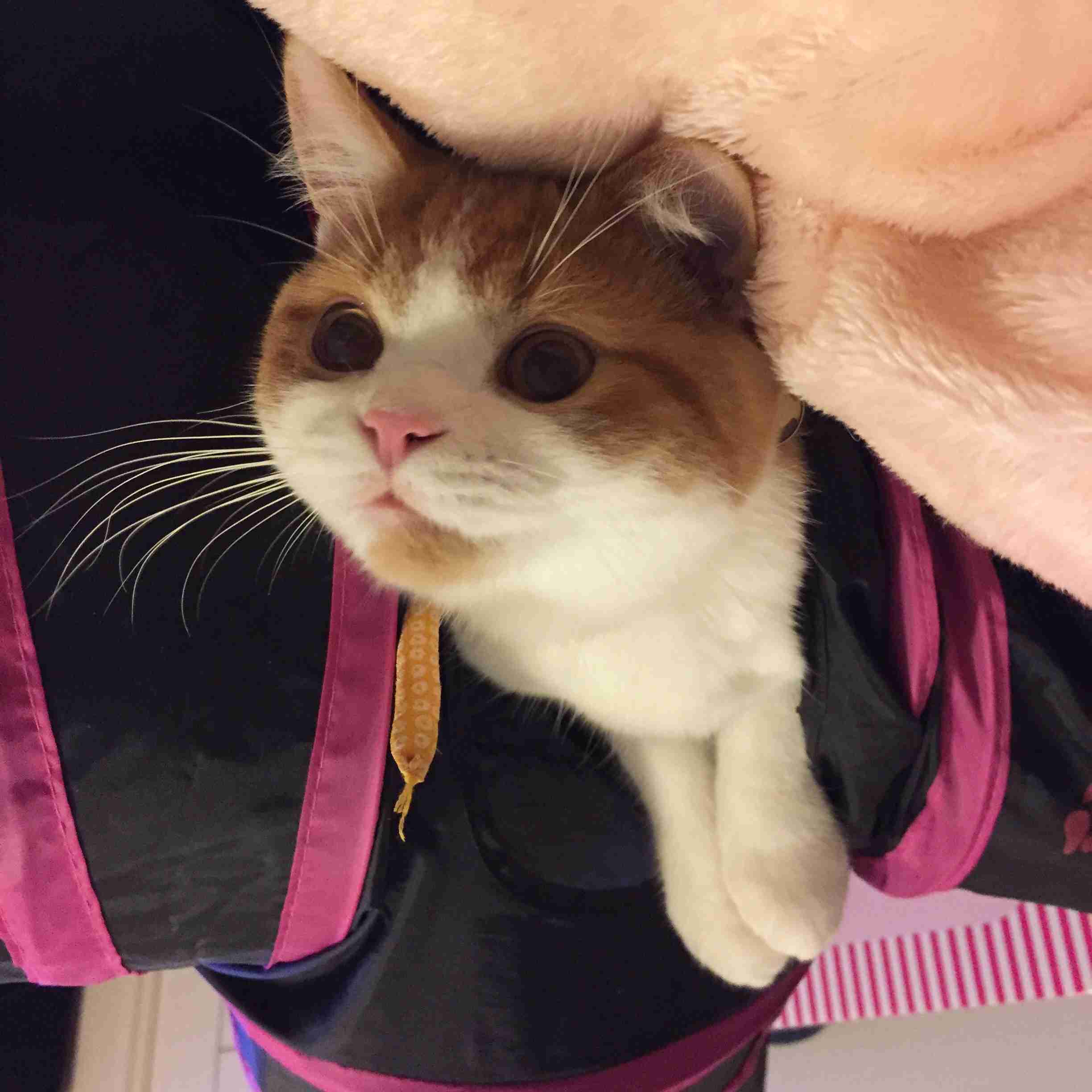 茶トラ猫画像が集まるトピ