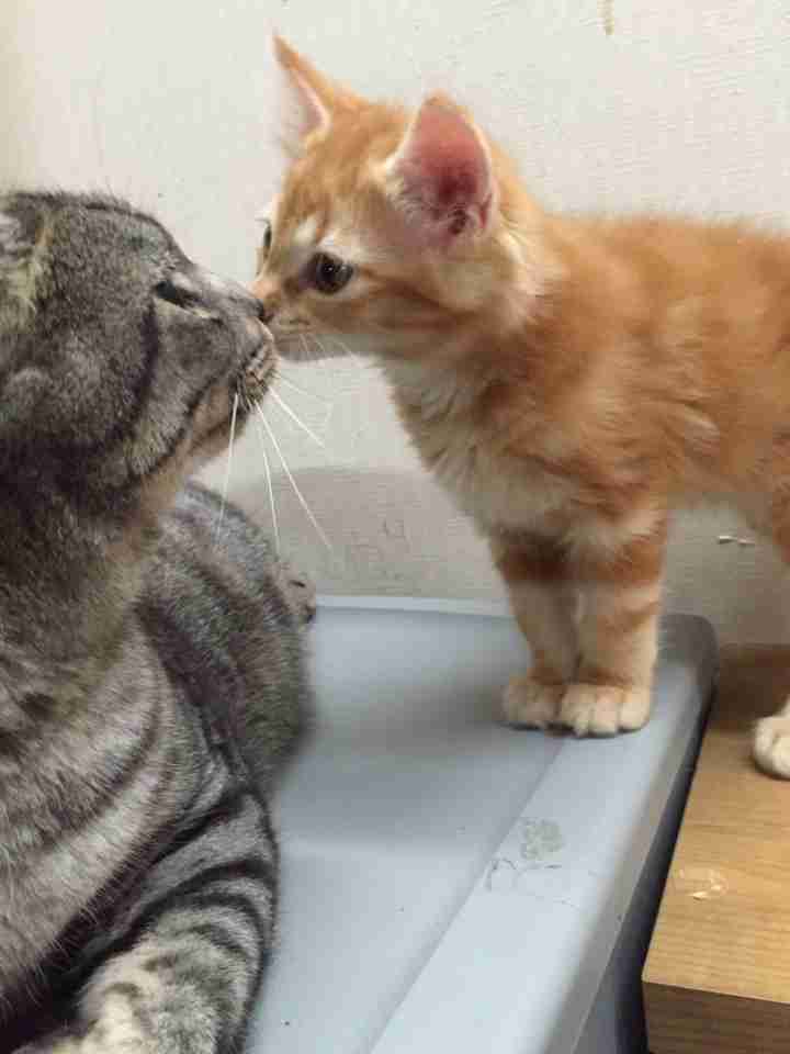 茶トラ猫画像が集まるトピ