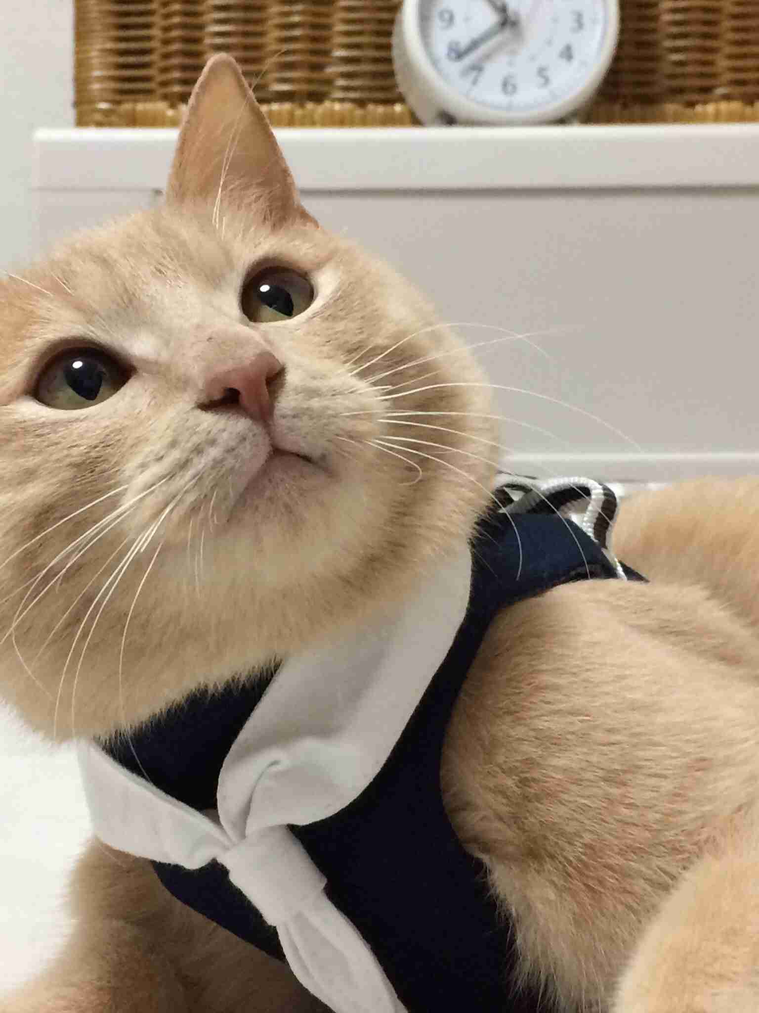 茶トラ猫画像が集まるトピ