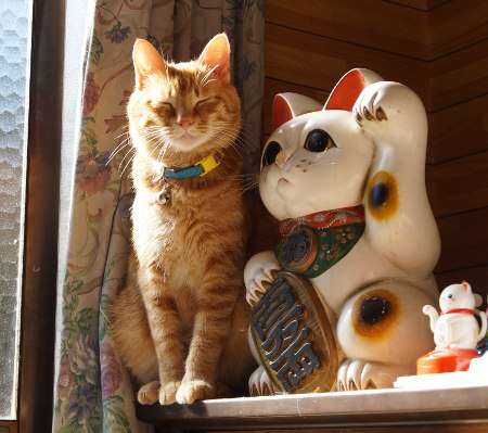 茶トラ猫画像が集まるトピ