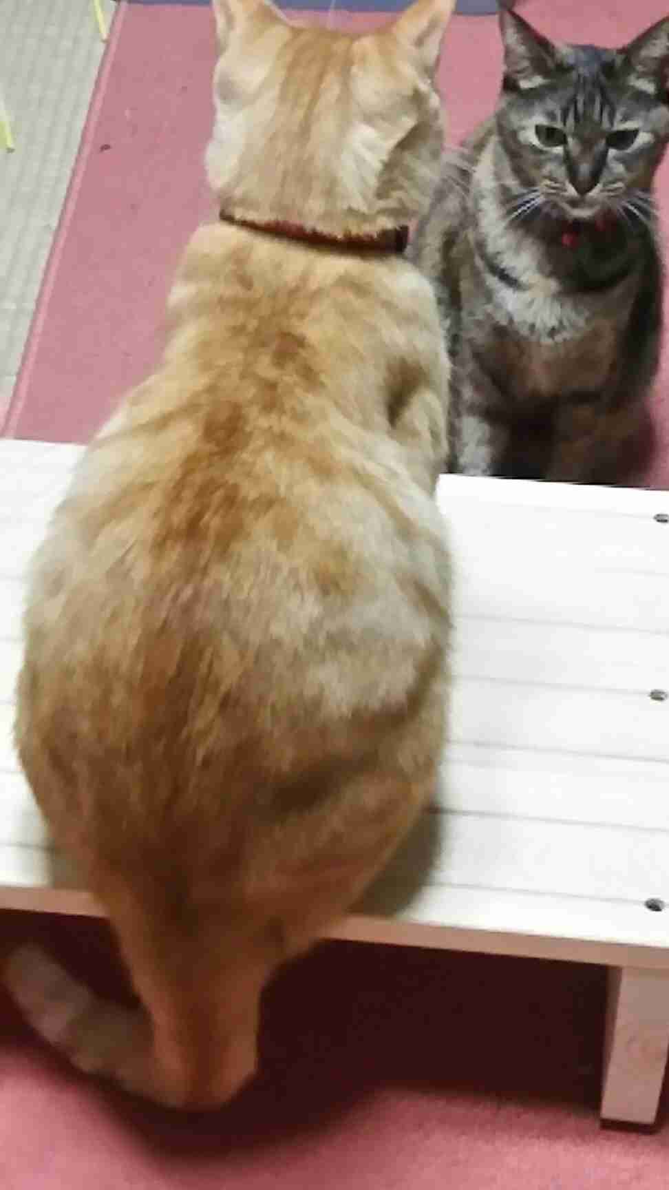 茶トラ猫画像が集まるトピ