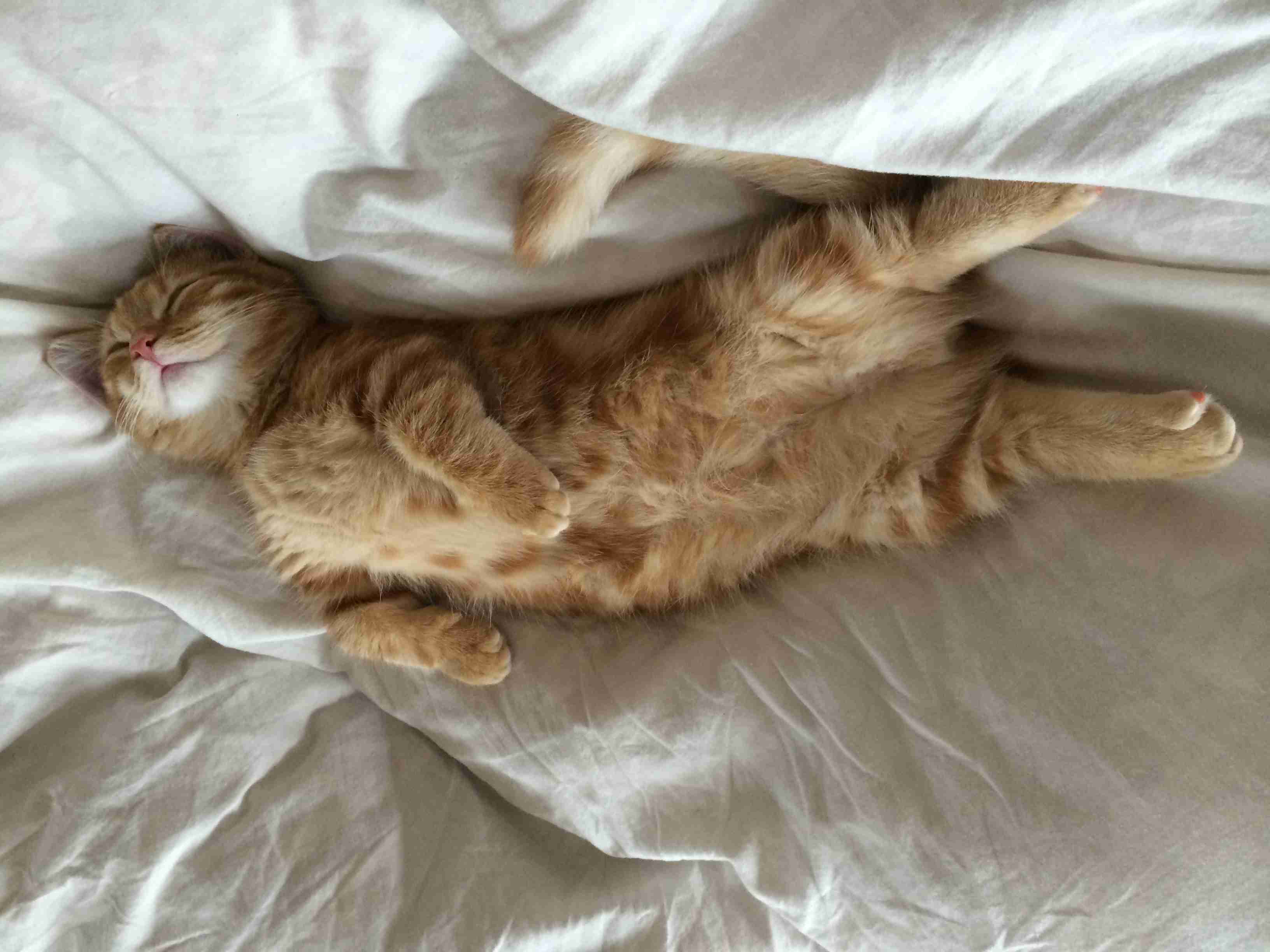 茶トラ猫画像が集まるトピ
