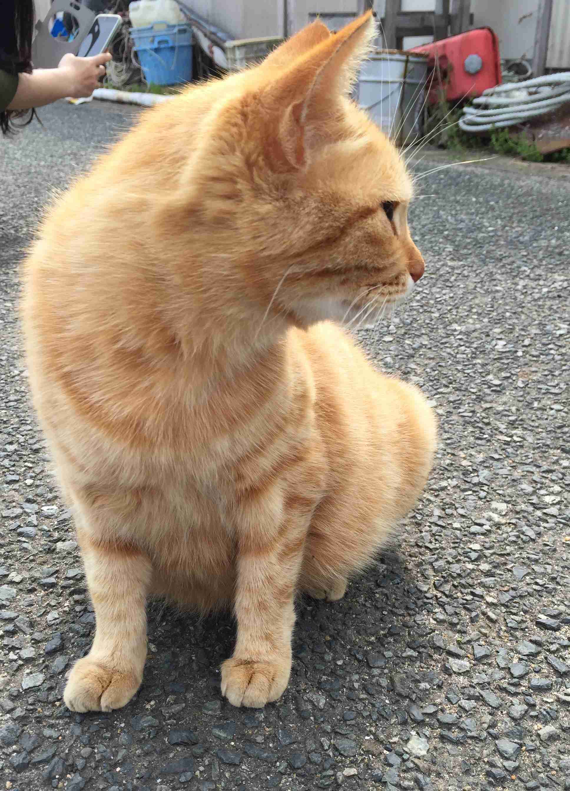 茶トラ猫画像が集まるトピ