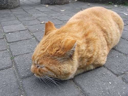 茶トラ猫画像が集まるトピ