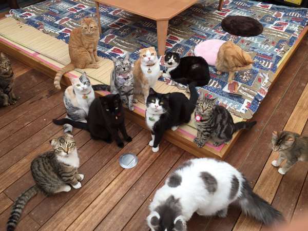 茶トラ猫画像が集まるトピ