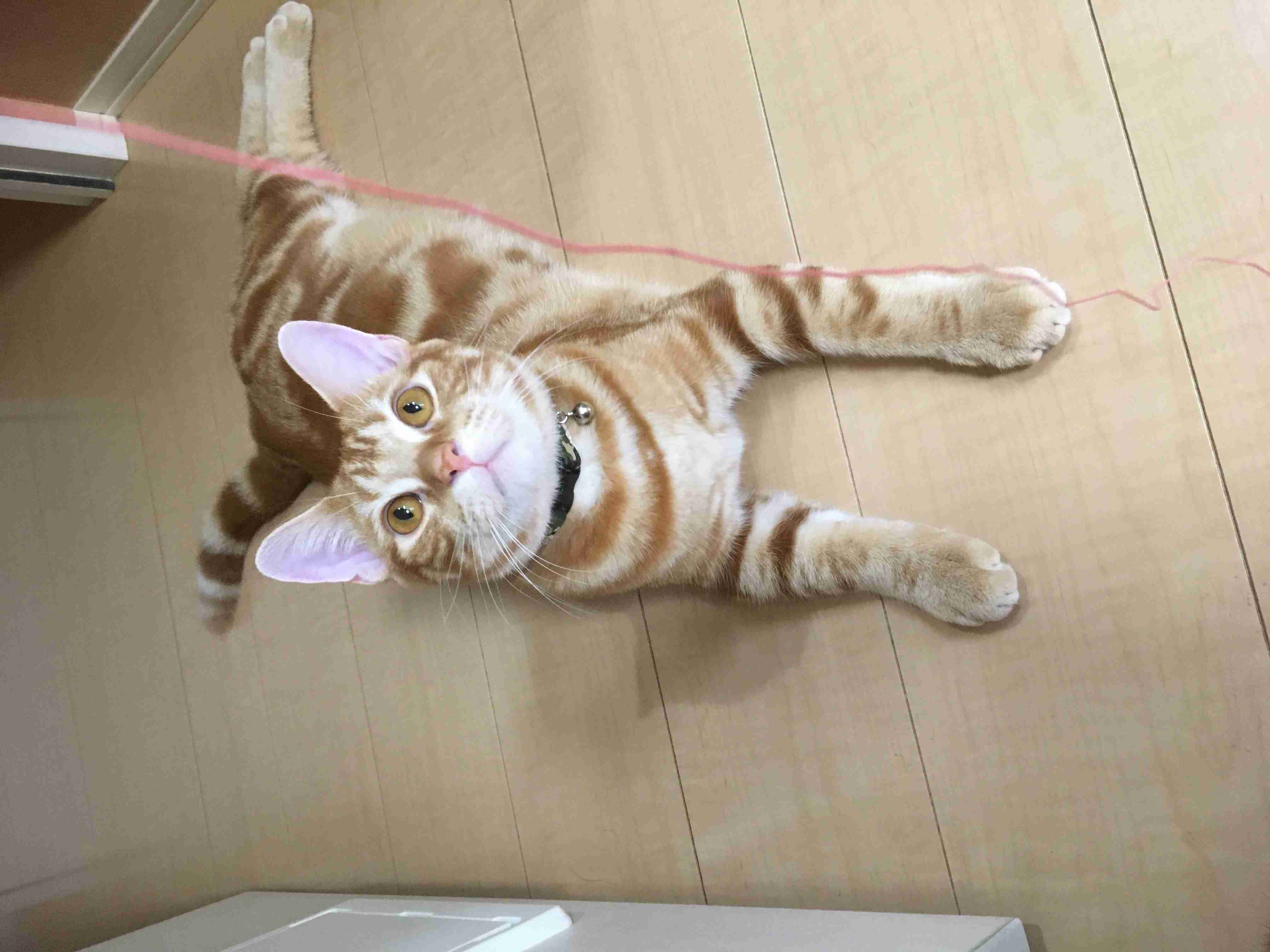 茶トラ猫画像が集まるトピ