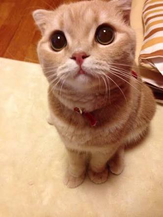 茶トラ猫画像が集まるトピ