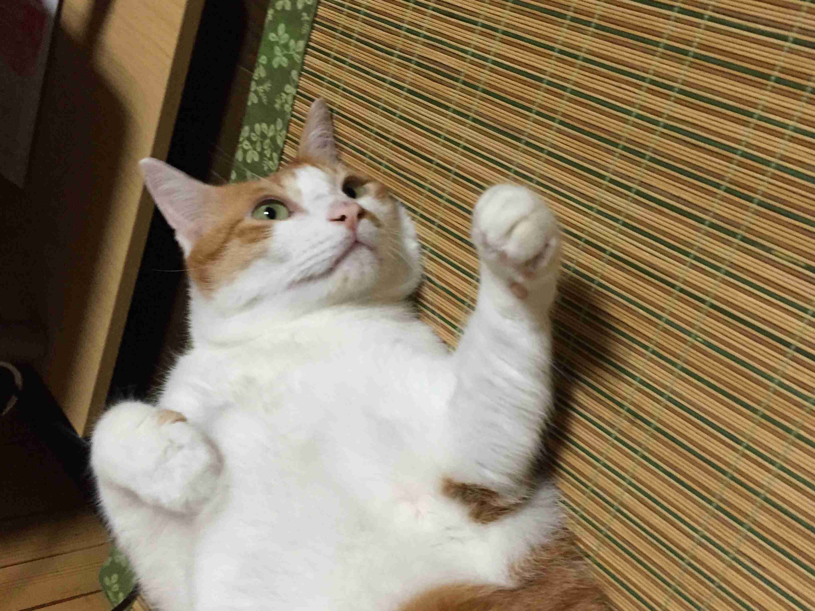 茶トラ猫画像が集まるトピ