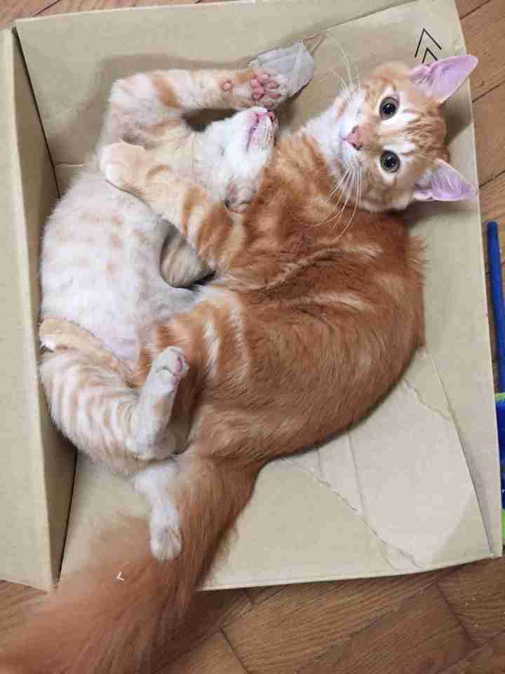 茶トラ猫画像が集まるトピ