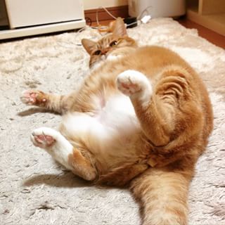 茶トラ猫画像が集まるトピ