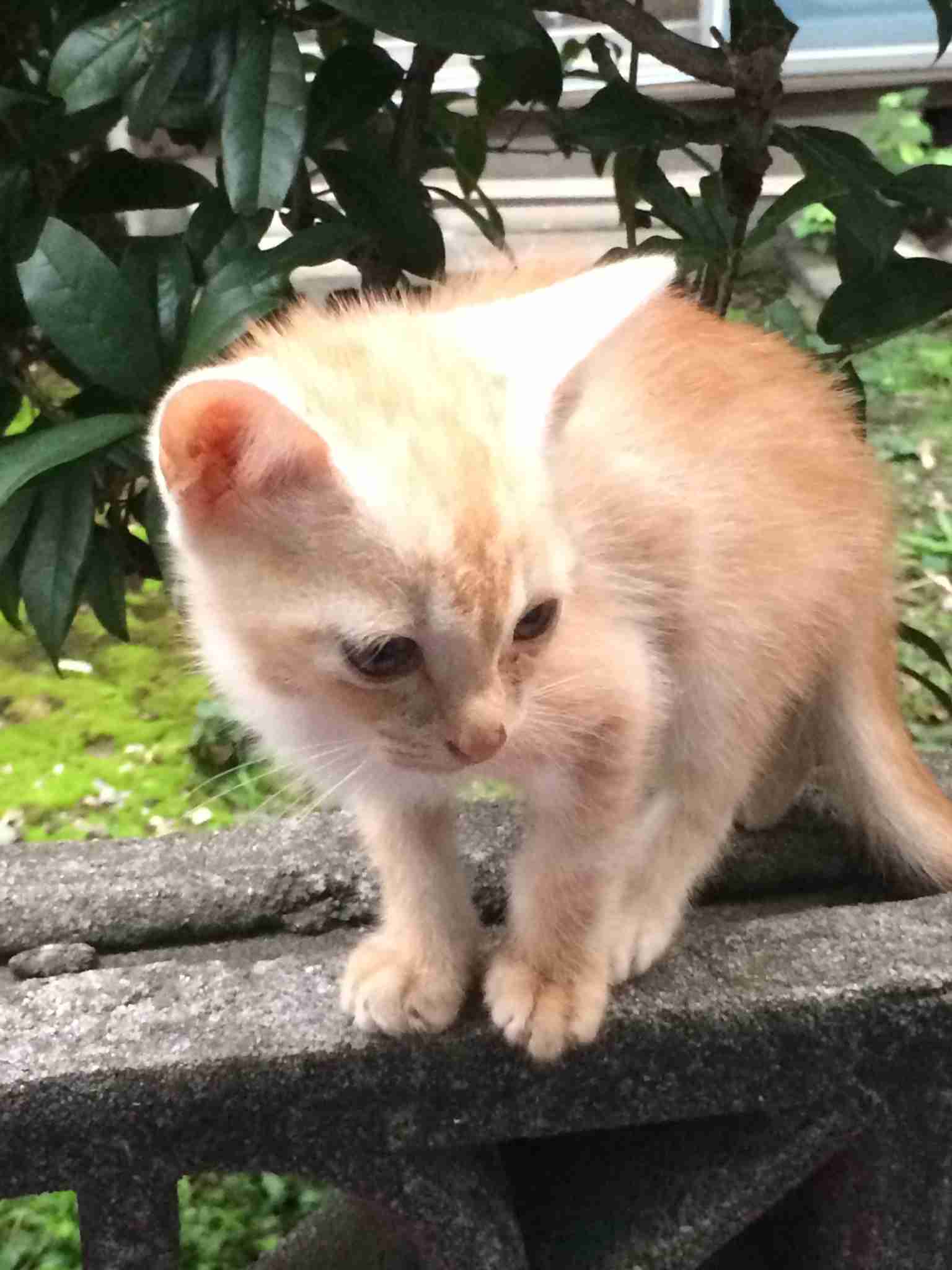 茶トラ猫画像が集まるトピ