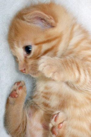 茶トラ猫画像が集まるトピ