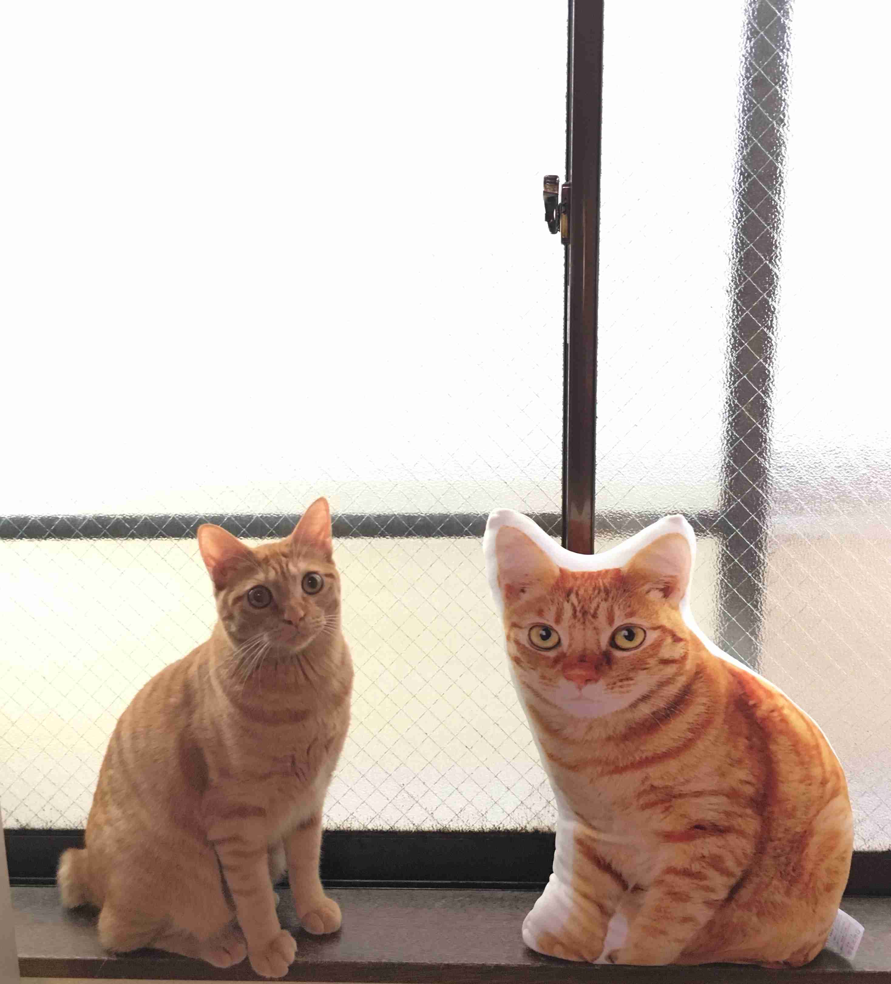 茶トラ猫画像が集まるトピ