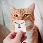 茶トラ猫画像が集まるトピ