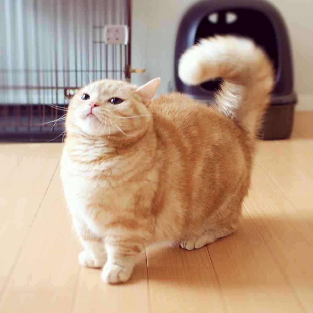 茶トラ猫画像が集まるトピ