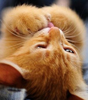 茶トラ猫画像が集まるトピ