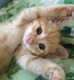 茶トラ猫画像が集まるトピ