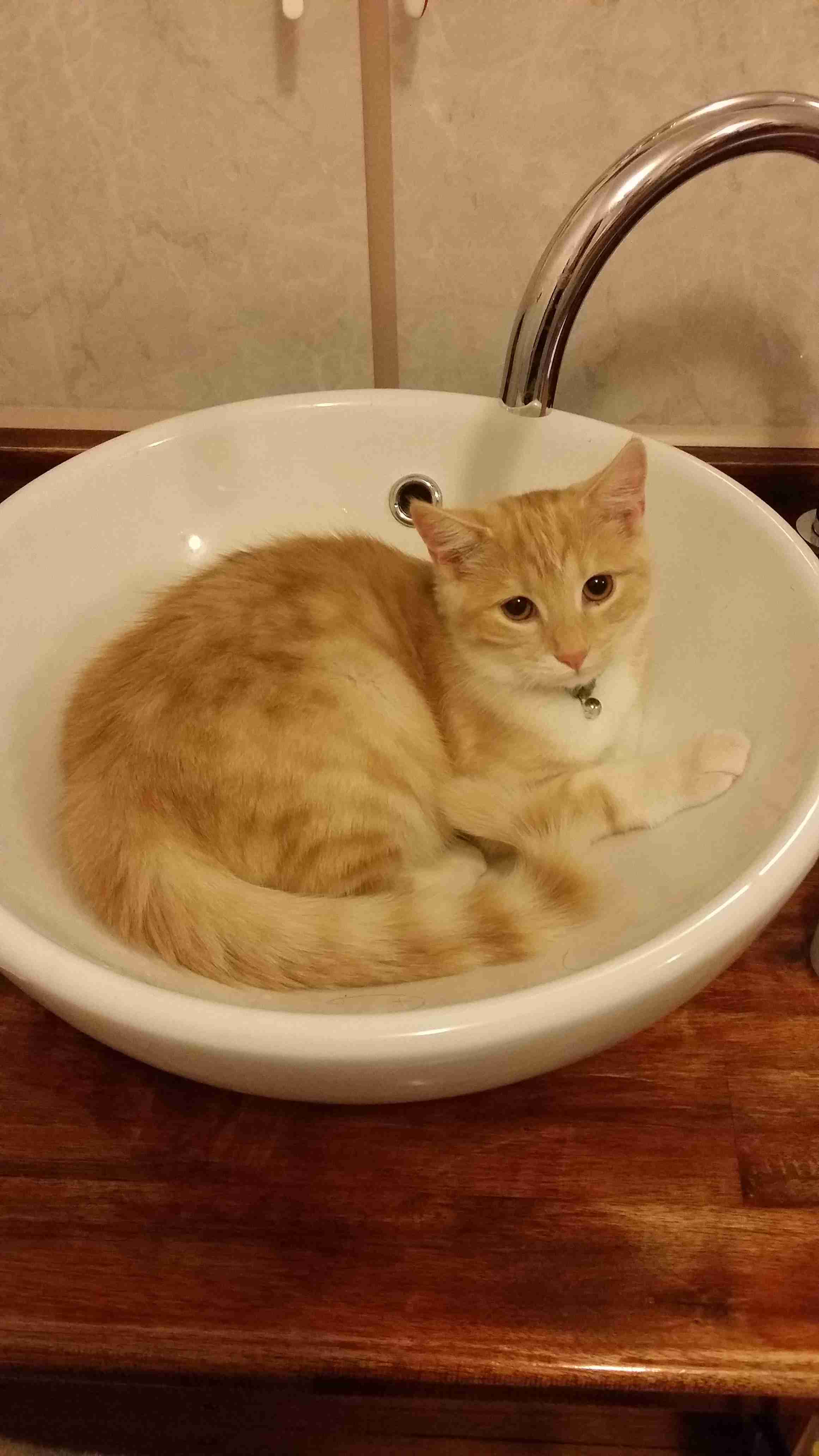 茶トラ猫画像が集まるトピ