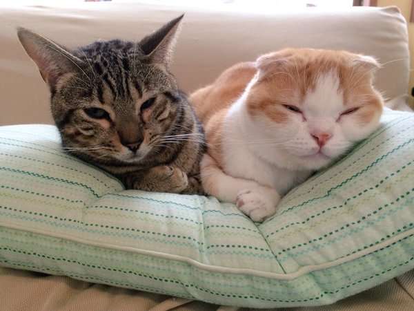 茶トラ猫画像が集まるトピ