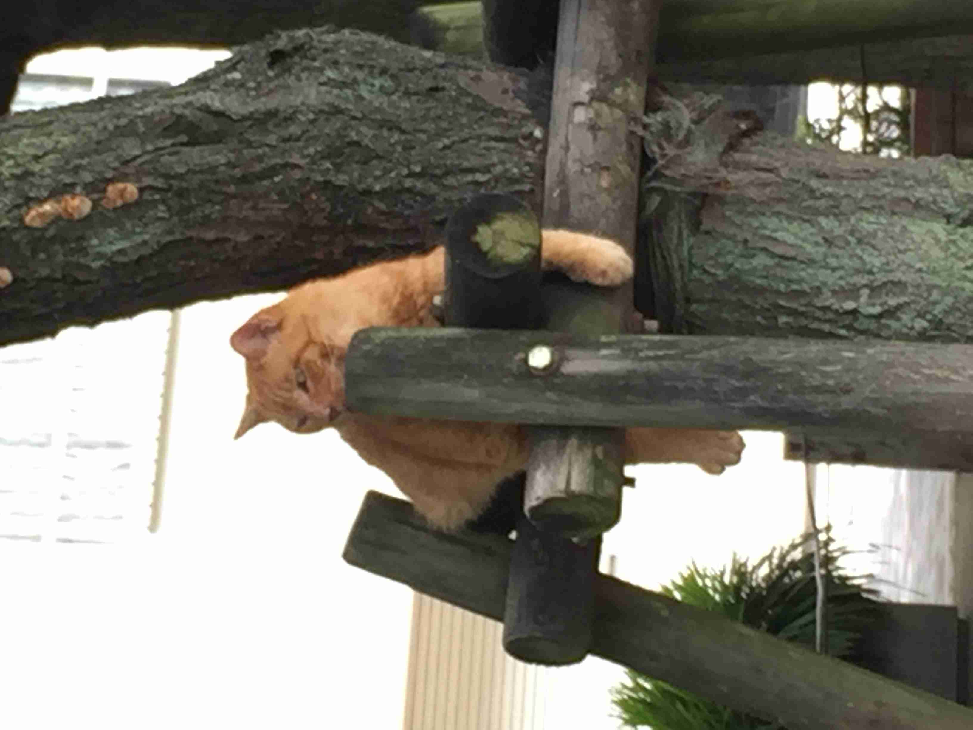 茶トラ猫画像が集まるトピ