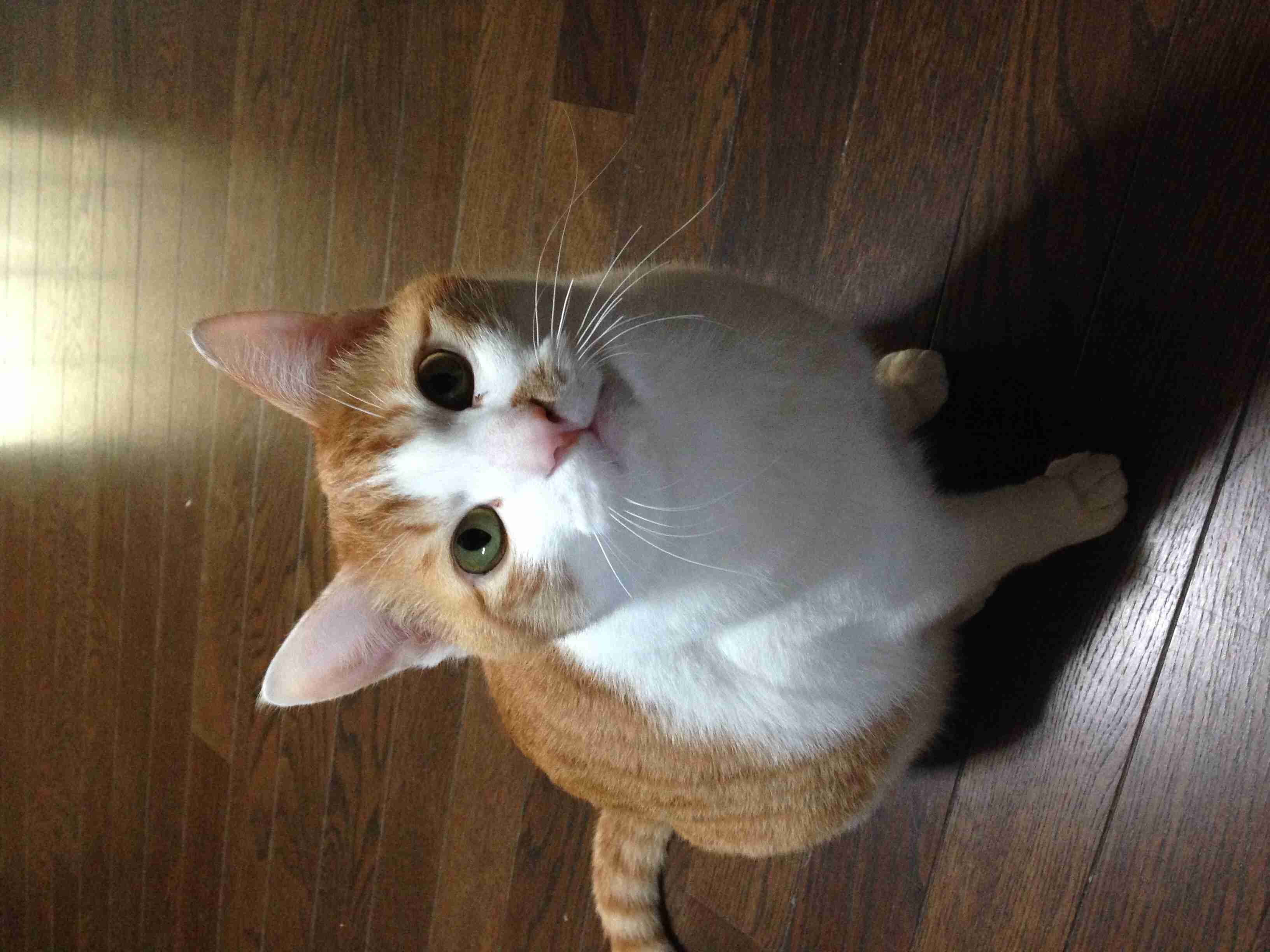 茶トラ猫画像が集まるトピ