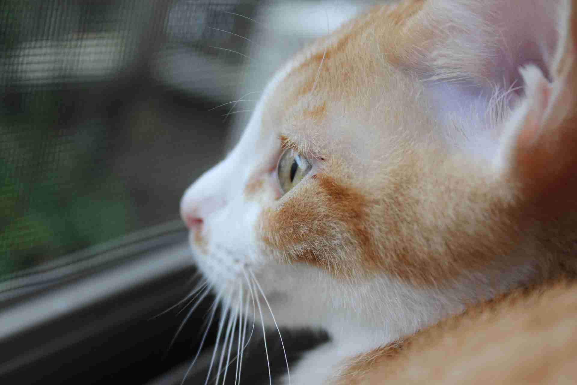 茶トラ猫画像が集まるトピ