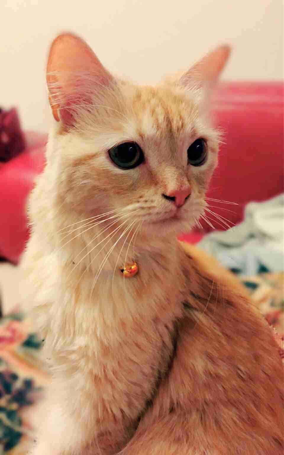 茶トラ猫画像が集まるトピ