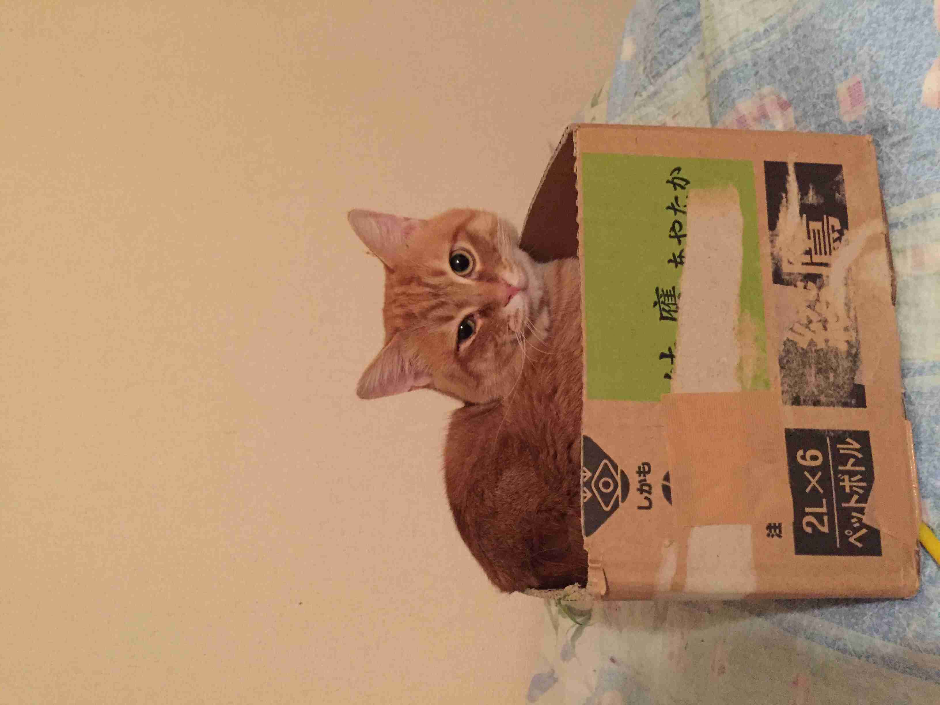 茶トラ猫画像が集まるトピ