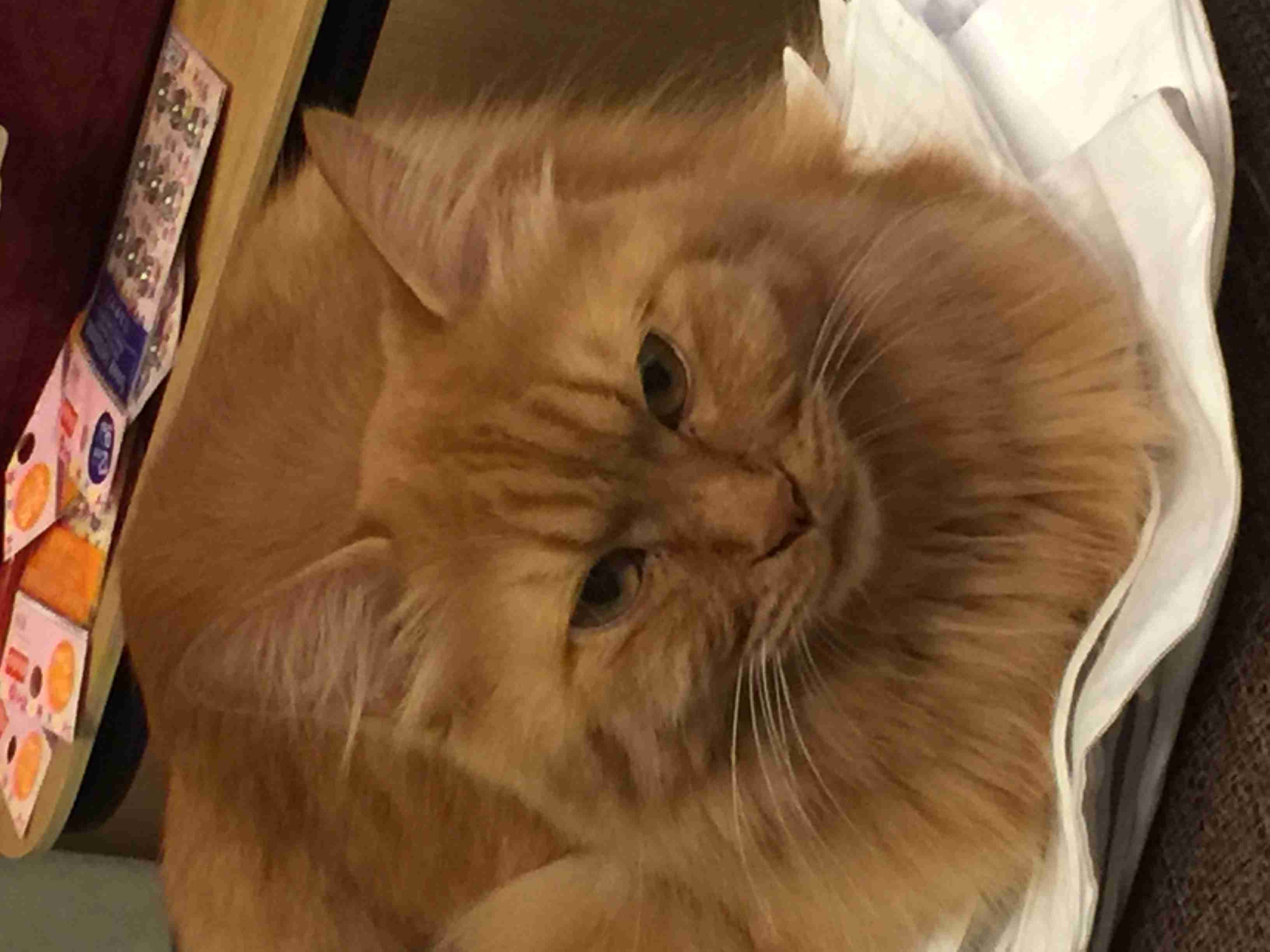 茶トラ猫画像が集まるトピ