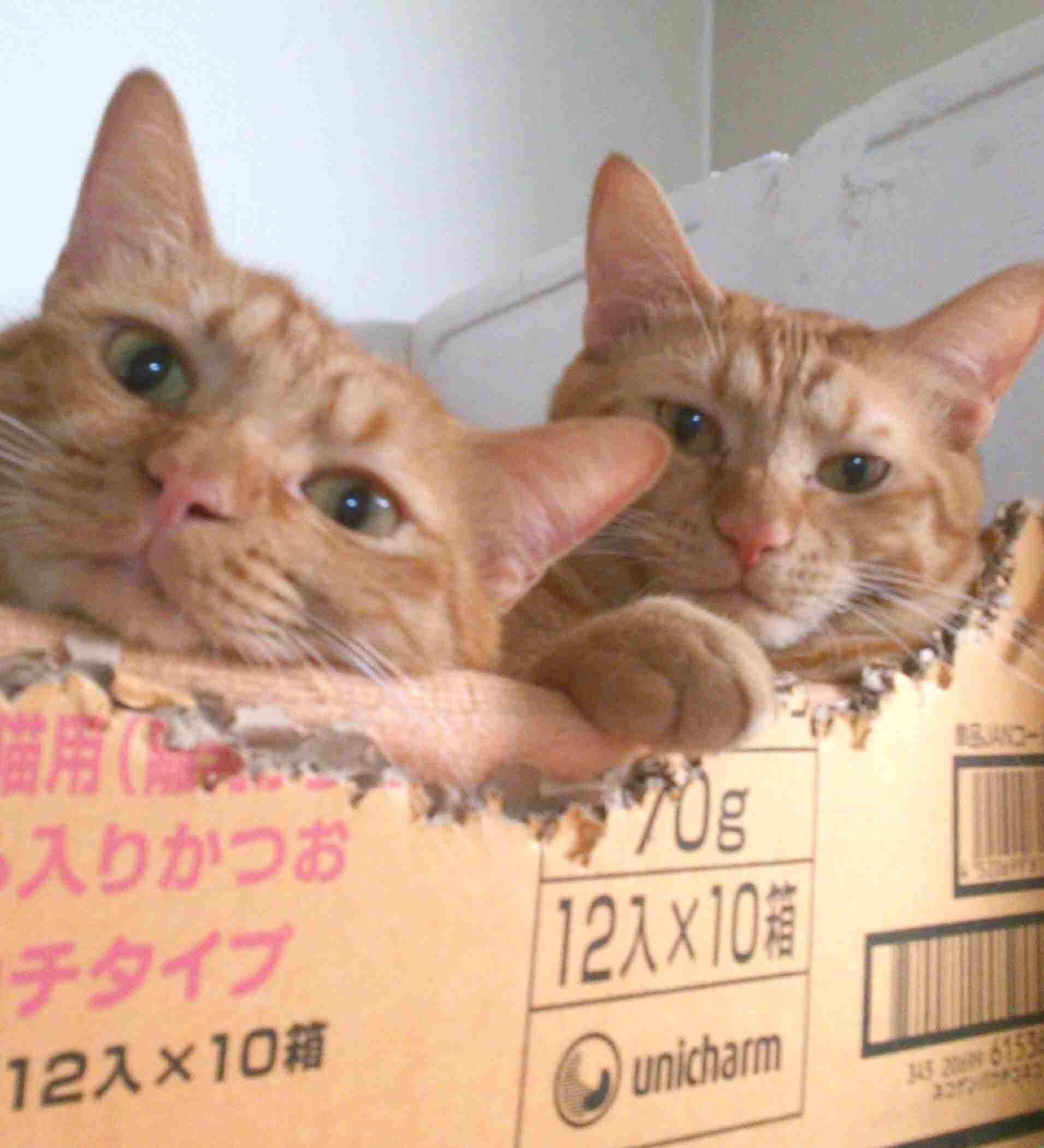 茶トラ猫画像が集まるトピ
