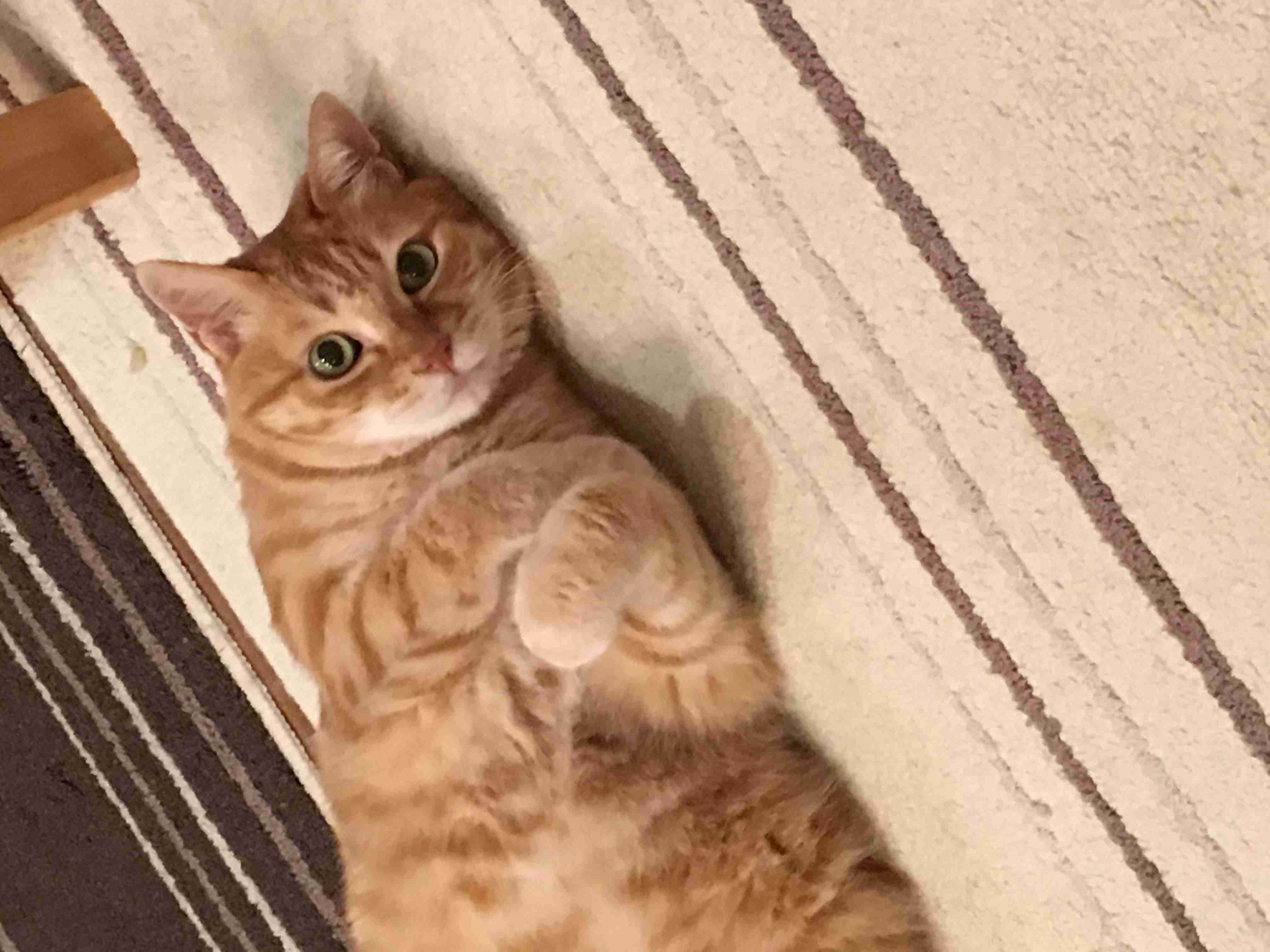 茶トラ猫画像が集まるトピ