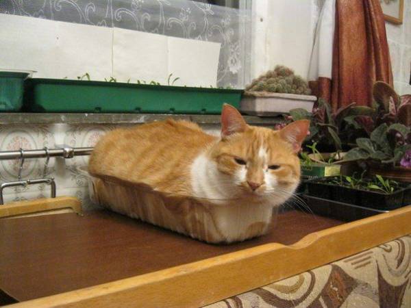 茶トラ猫画像が集まるトピ
