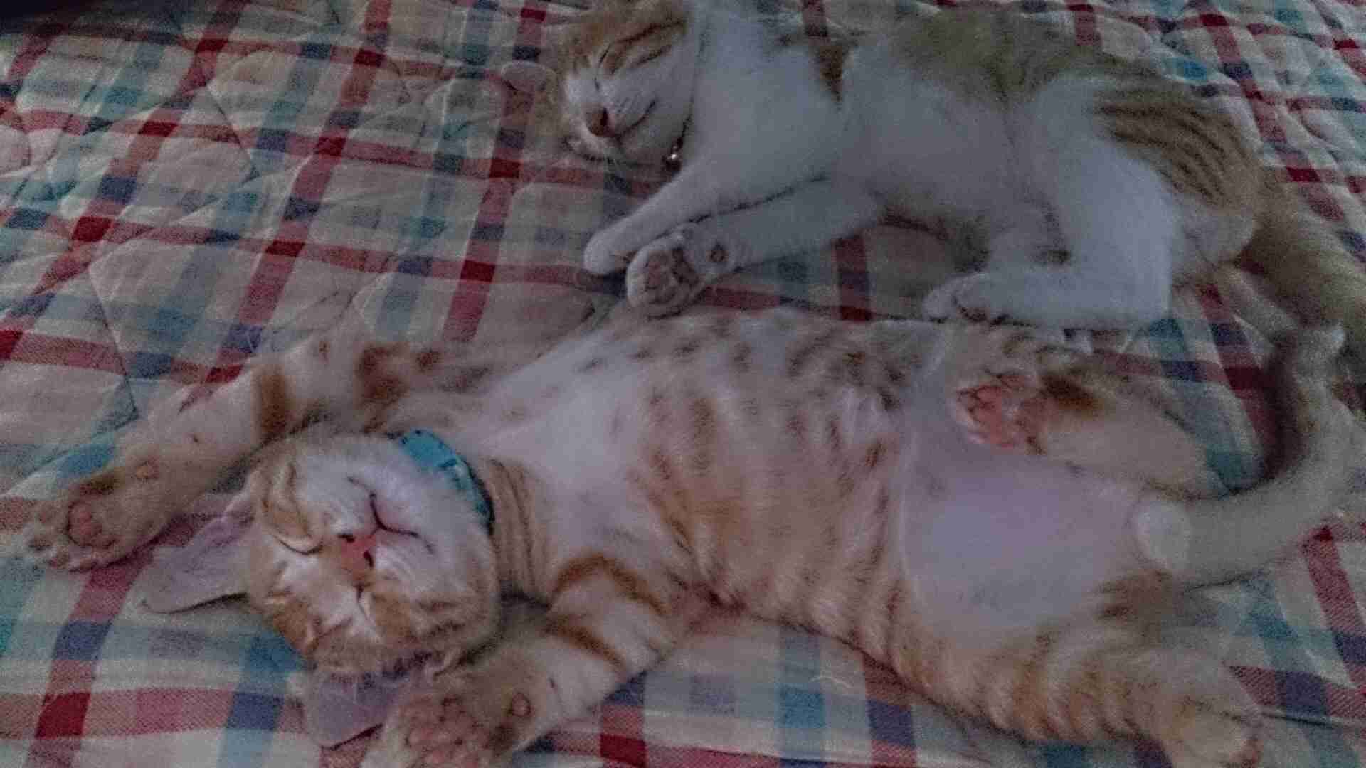 茶トラ猫画像が集まるトピ